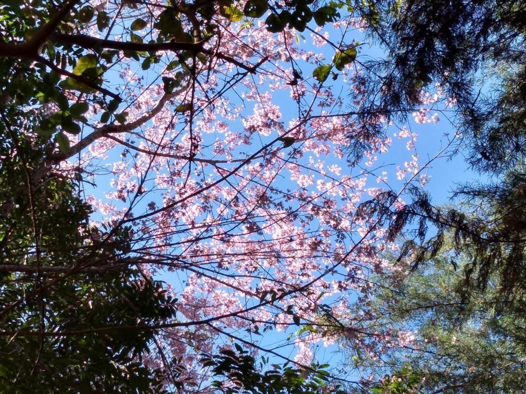  Recanto Flor de lis