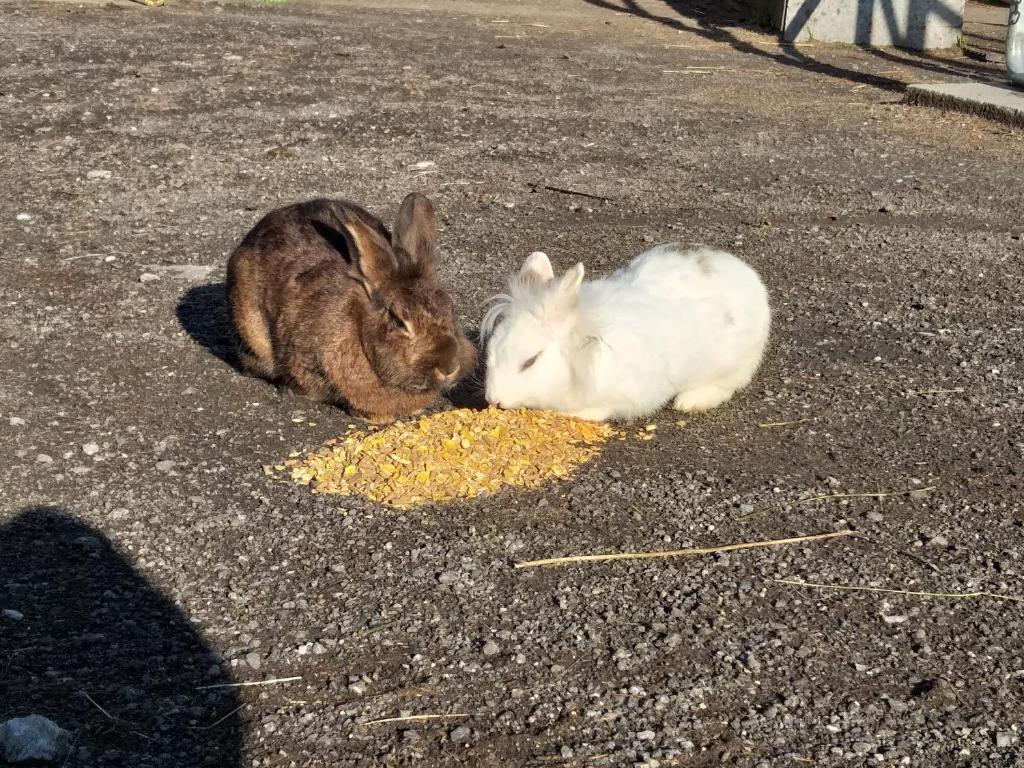 Zvířata v apartmánu nebo okolí