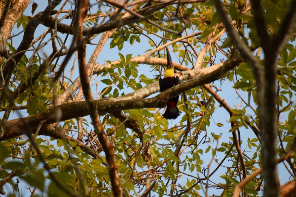Fotografie z fotogalerie ubytování Hotel Tres Banderas v destinaci Manuel Antonio