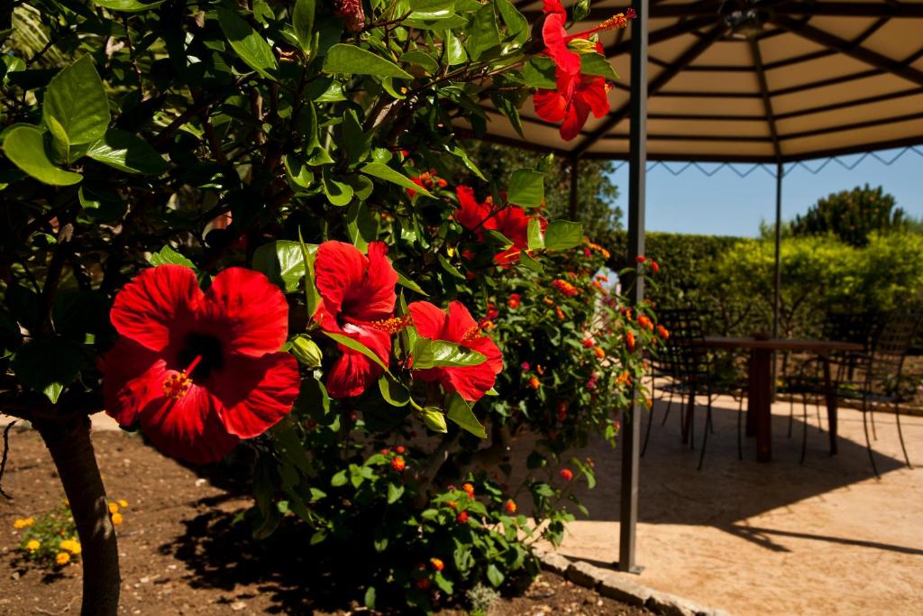 Zahrada ubytování B&B 7Cento Ulivi