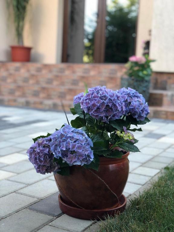 Zahrada ubytování Eden Blue