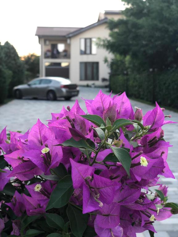 Zahrada ubytování Eden Blue