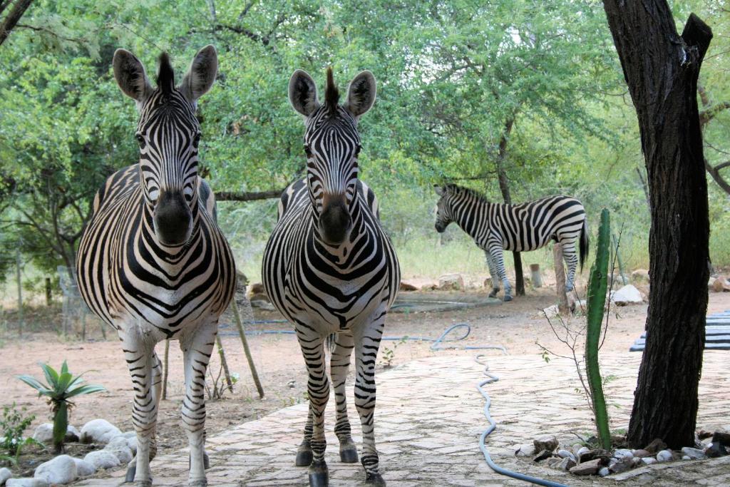 two zebras standing next to each other next to a tree at Bushbaby Eden in Marloth Park