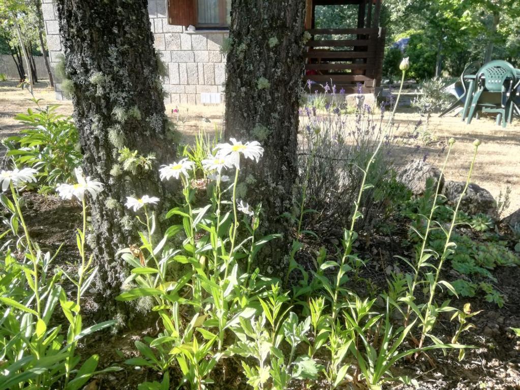 Zahrada ubytování Cabañas Vallecino