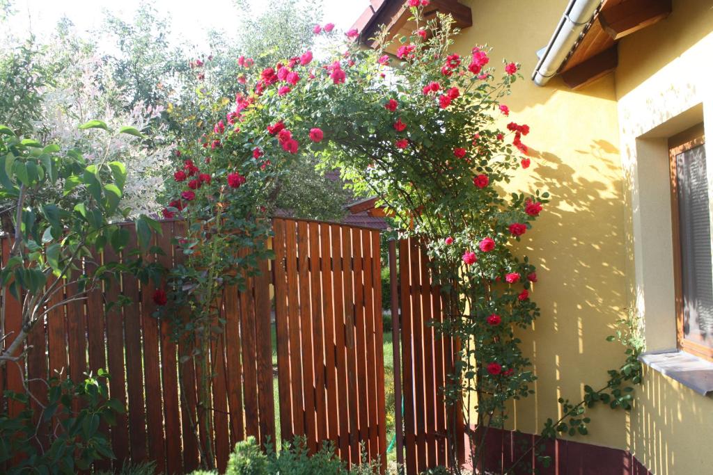 Zahrada ubytování Apartment BENCI