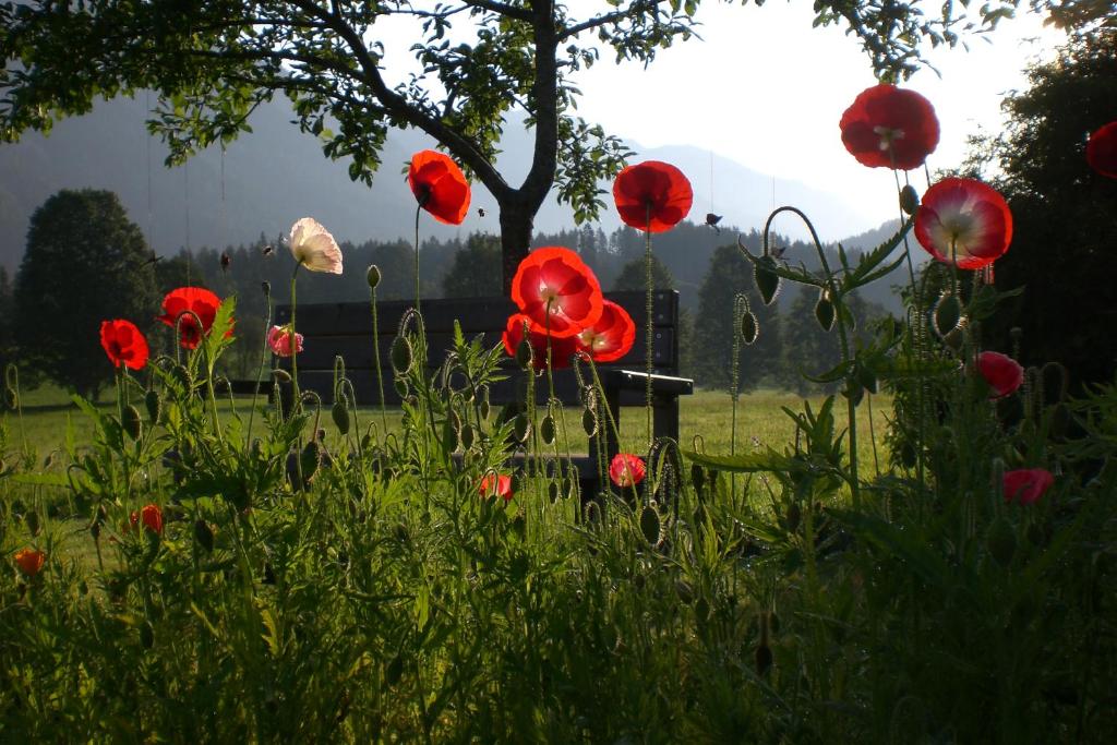 Zahrada ubytování Pension Möslehnerhof