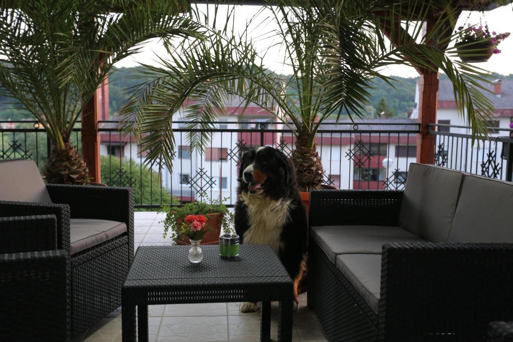 APARTMANI KSENIJA - 1