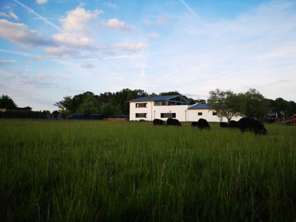 un grupo de animales que pastan en un campo de hierba en Landhaus Kirchberg en Nardt