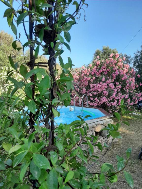 a swimming pool in a garden with pink flowers at Villa Giuseppina in Bonifacio