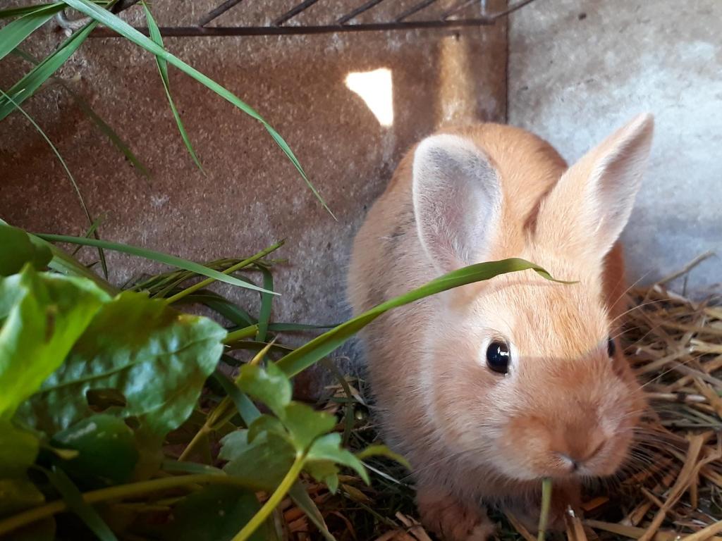 Zvířata v apartmánu nebo okolí