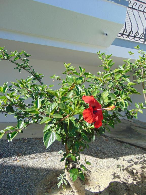 Fotografie z fotogalerie ubytování Villa Dora v destinaci Faliraki