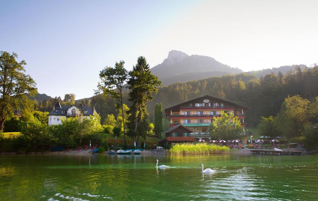 two swans swimming in a lake in front of a building at Hotel Seewinkel in Fuschl am See