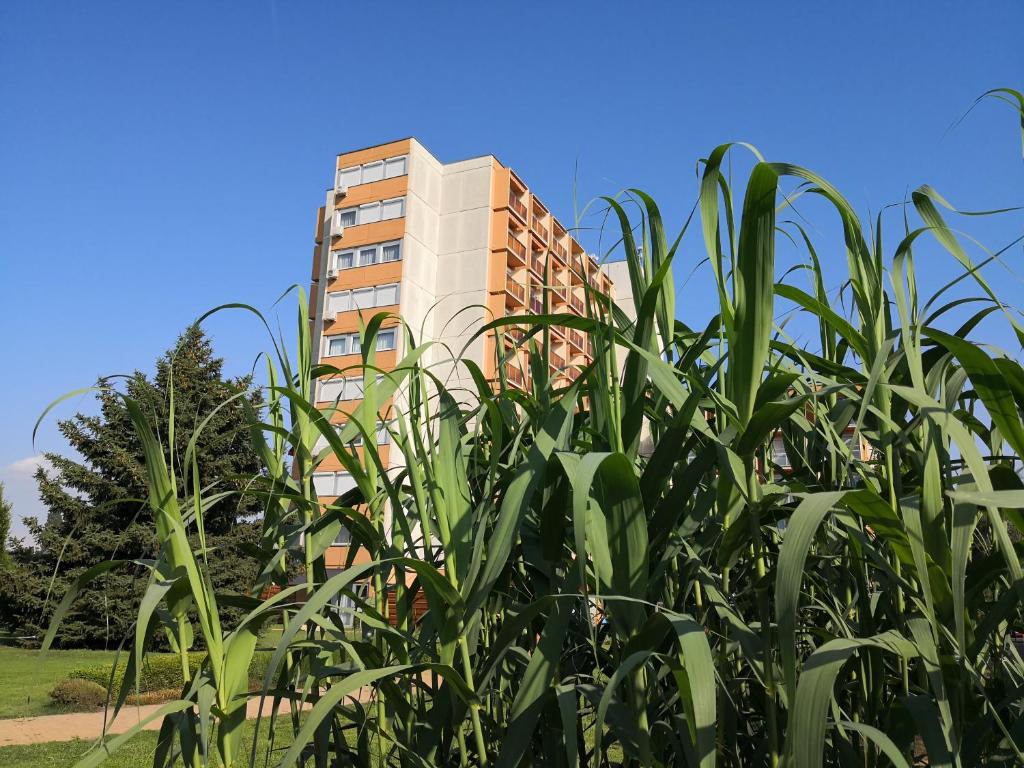 Zahrada ubytování Panoráma906 Apartman