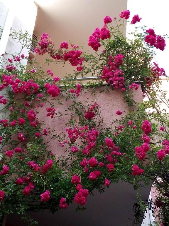 A garden outside Apartment in Complex TARA