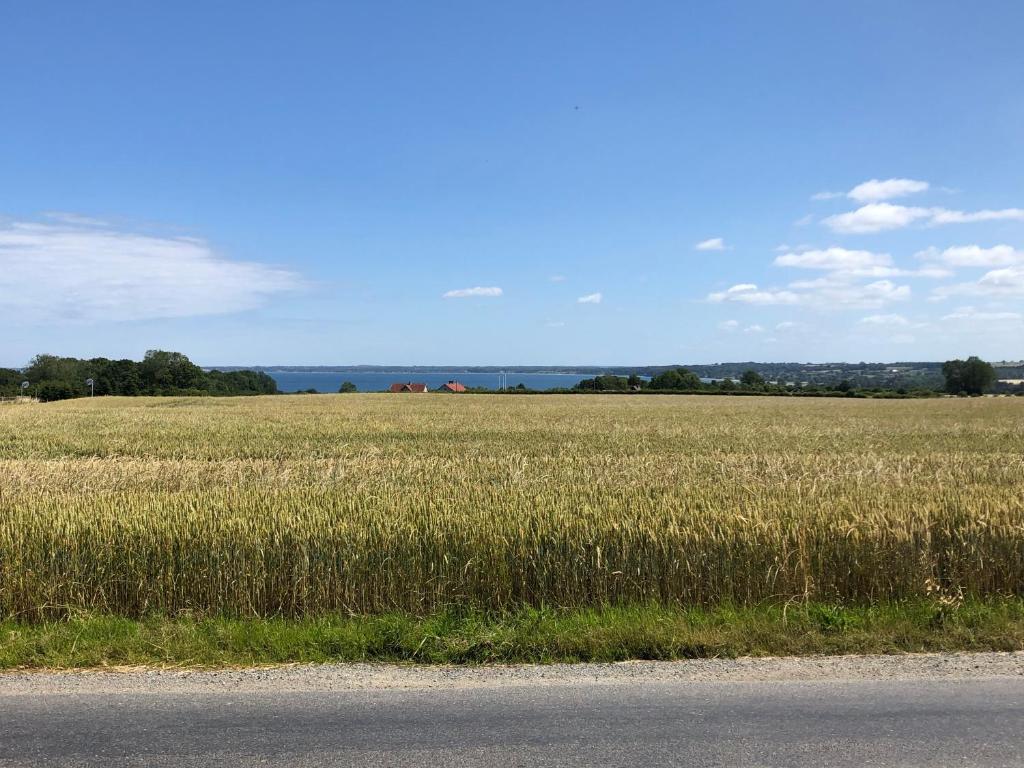 a field of tall grass next to a road at Samsted in Middelfart