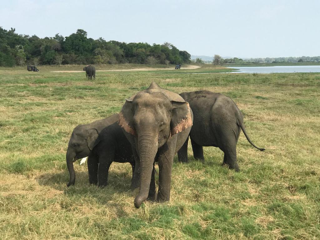 Lotus Eco Villa - 10