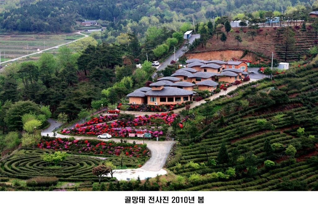 una vista aérea de un jardín de té en una colina en Golmangtae Pension en Boseong