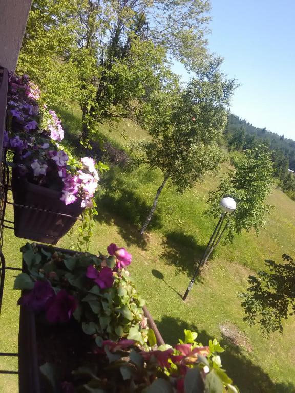 Zahrada ubytování Vila Trtović