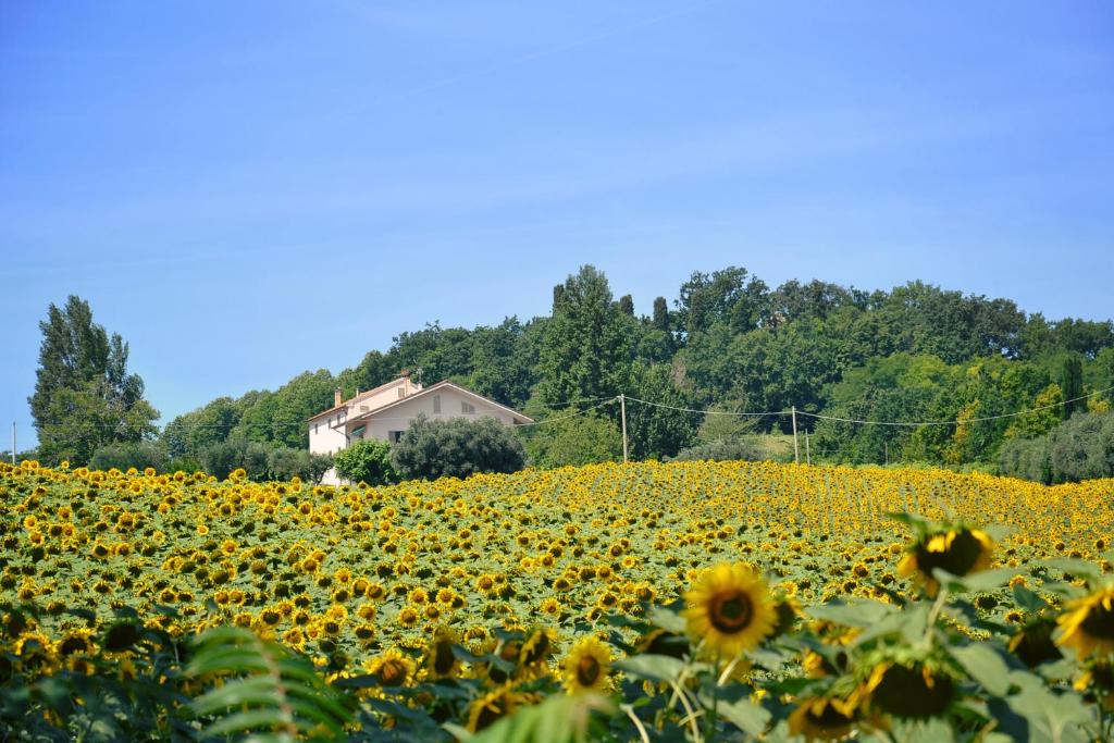 ein Feld von Sonnenblumen mit einem Haus im Hintergrund in der Unterkunft LE PIUME B&B in Cupramontana