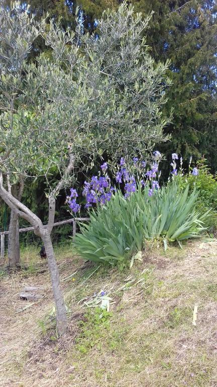 A garden outside Villa Belvedere