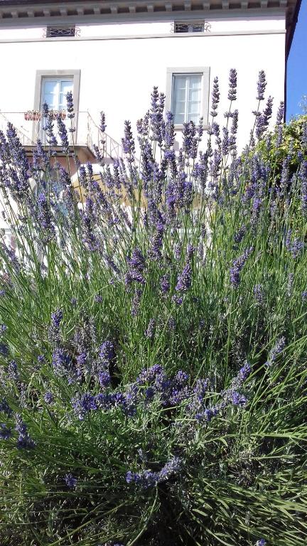 A garden outside Villa Belvedere