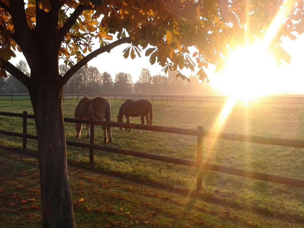 zwei Pferde, die auf einem Feld hinter einem Zaun grasen in der Unterkunft Ferienhof Schattmann in Sonsbeck