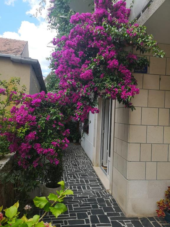 Zahrada ubytování Studio apartman Zana