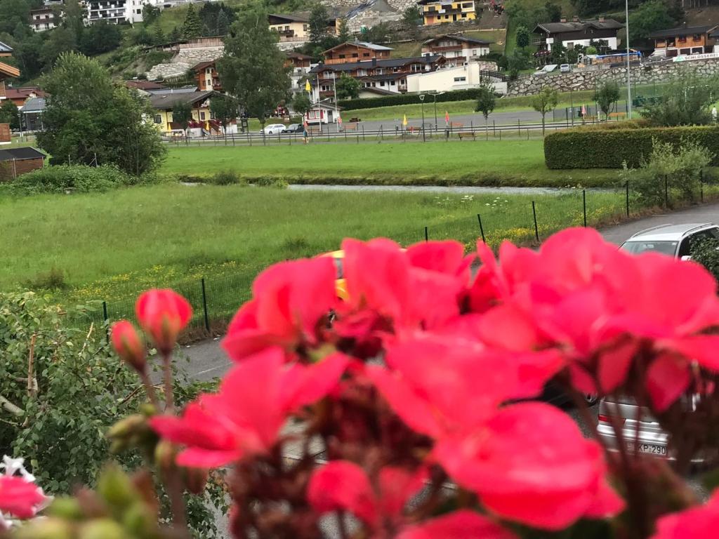 A garden outside Art Apart Nomay Summercard Blick Top of Salzburg