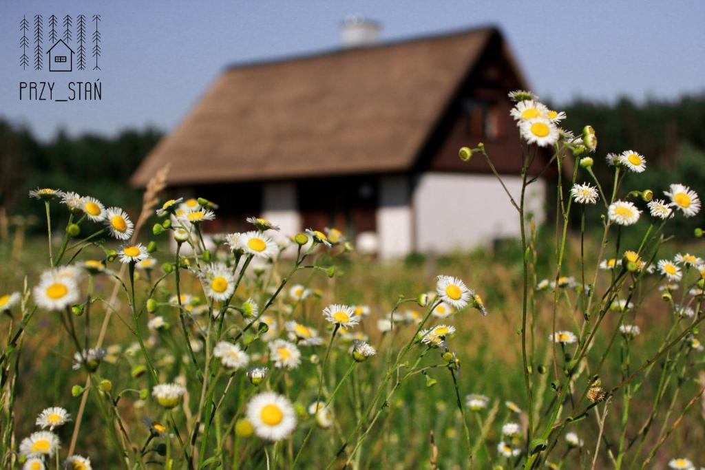 a field of flowers in front of a house at PRZY_STAŃ in Czapelsko