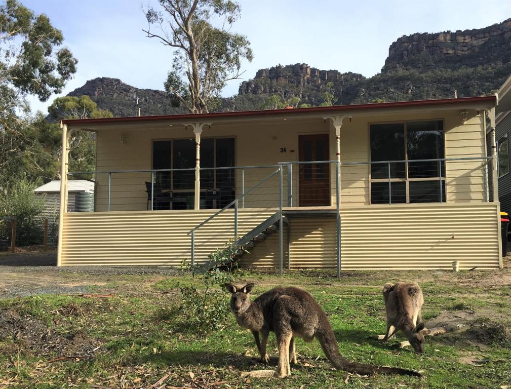 dwa kangury stojące przed domem w obiekcie Pinnacle Views w mieście Halls Gap
