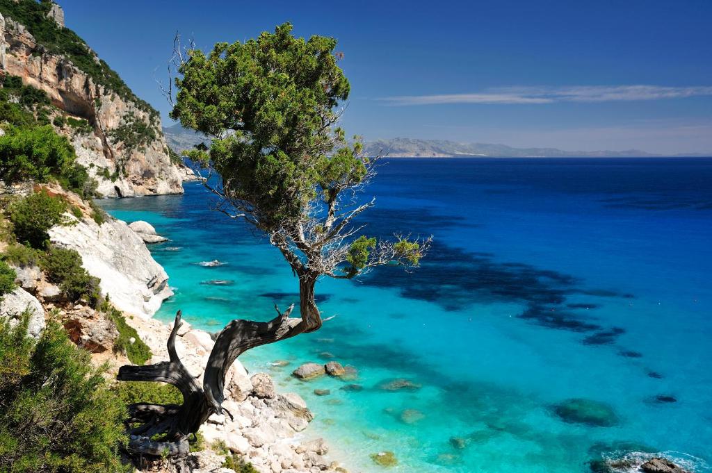 a tree on the side of a hill overlooking the ocean at Hotel Goloritzé in Baunei