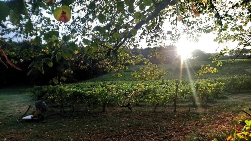 a person sitting under a tree in a field at Château Régaldo-Saint Blancard in Salleboeuf