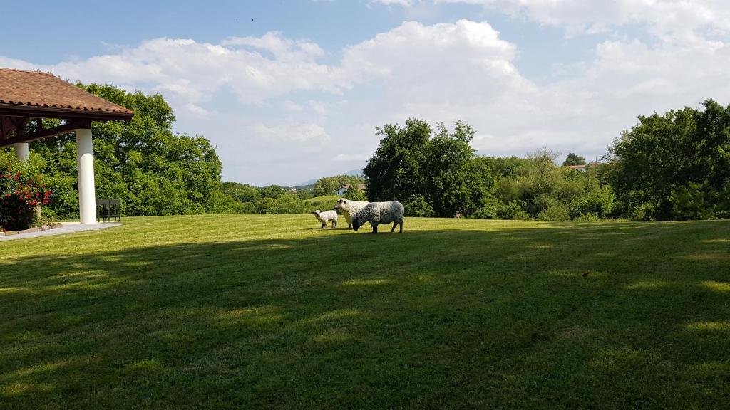 two sheep standing in the middle of a grass field at Maison d hotes Lapitxuri in Arcangues