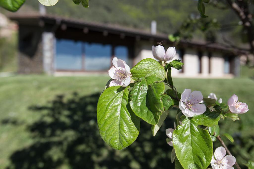 A garden outside Cal Sadurní