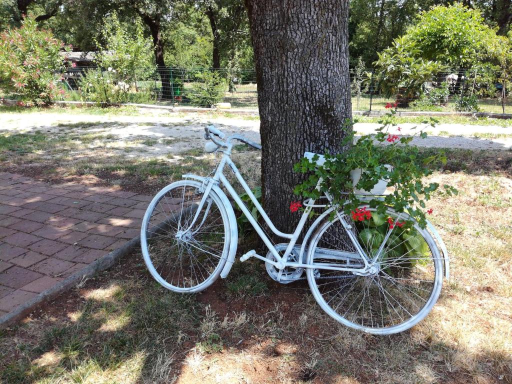 Rowery dostępne w obiekcie Apartment PARENZANA, little row HOUSE with big green yard in central Istria lub w pobliżu