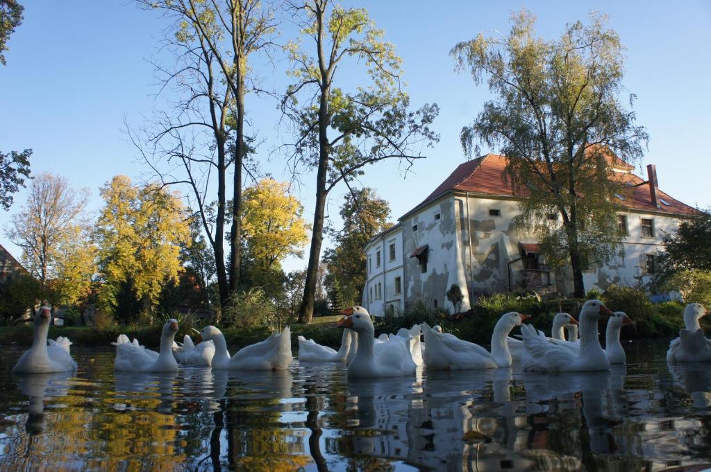 un grupo de cisnes en el agua frente a un edificio en Piotrowice Nyskie Palace, en Otmuchów