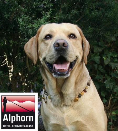 O animal ou animais de estimação com os hóspedes em Hotel Alphorn