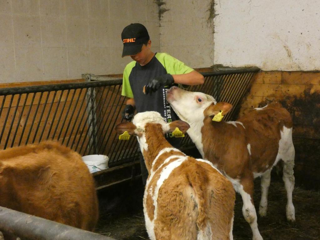a man feeding two brown and white cows at Agriturismo Maso Larciunei in Selva di Val Gardena