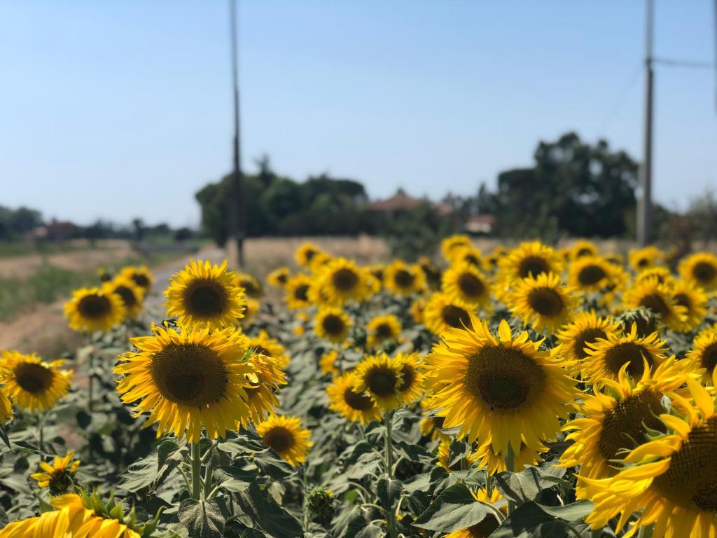 Fotografie z fotogalerie ubytování Airone Pisa Hotel Ristorante v destinaci Pisa