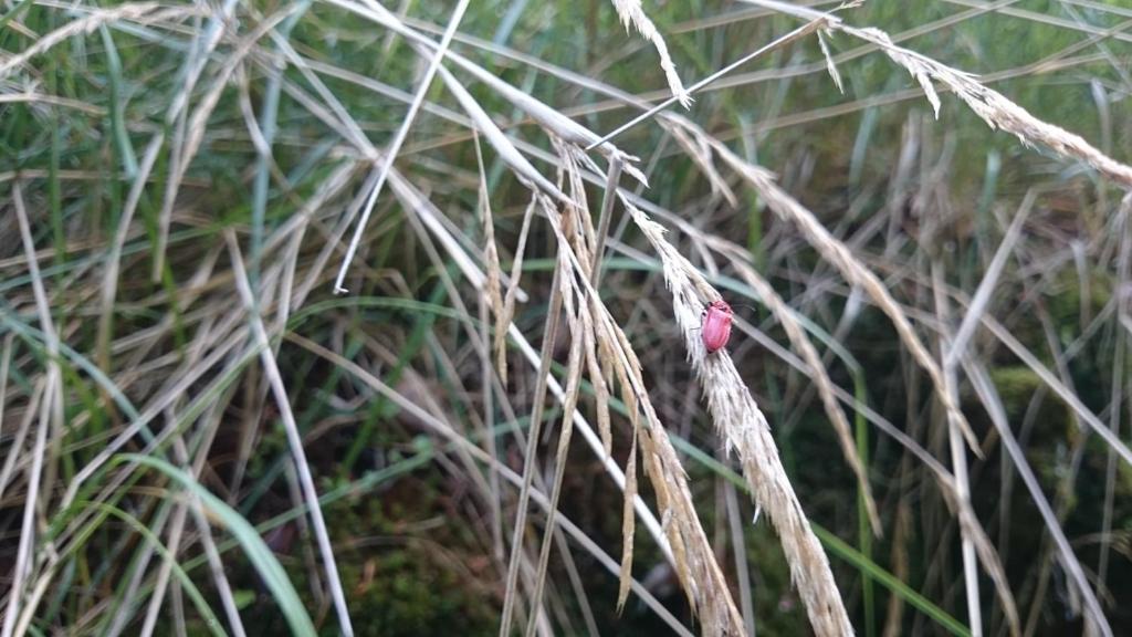 Slovak cottage near Bratislava in the heart of the Carpathians - Chalet De Tres Habitaciones