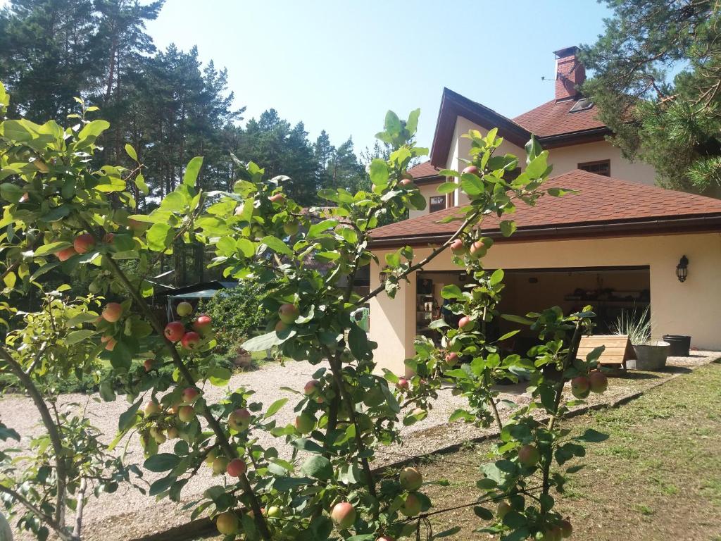 uma macieira em frente a uma casa em Saulesdarzs em Ragaciems