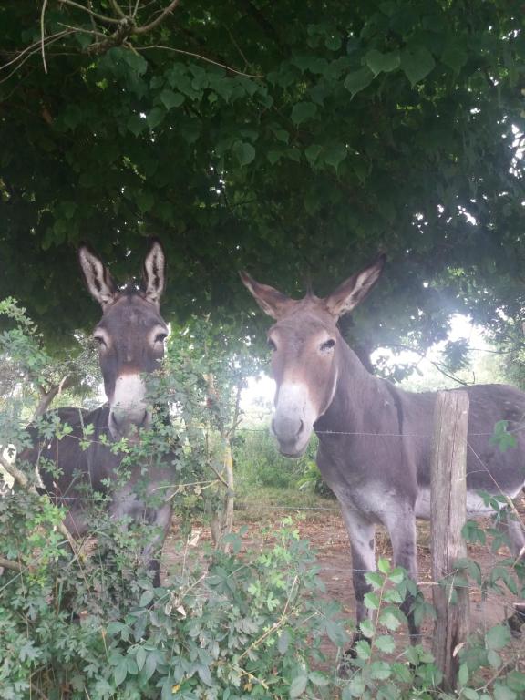 Dois veados estão ao lado de uma cerca. em KERFLAVEUR em La Fresnaye-au-Sauvage