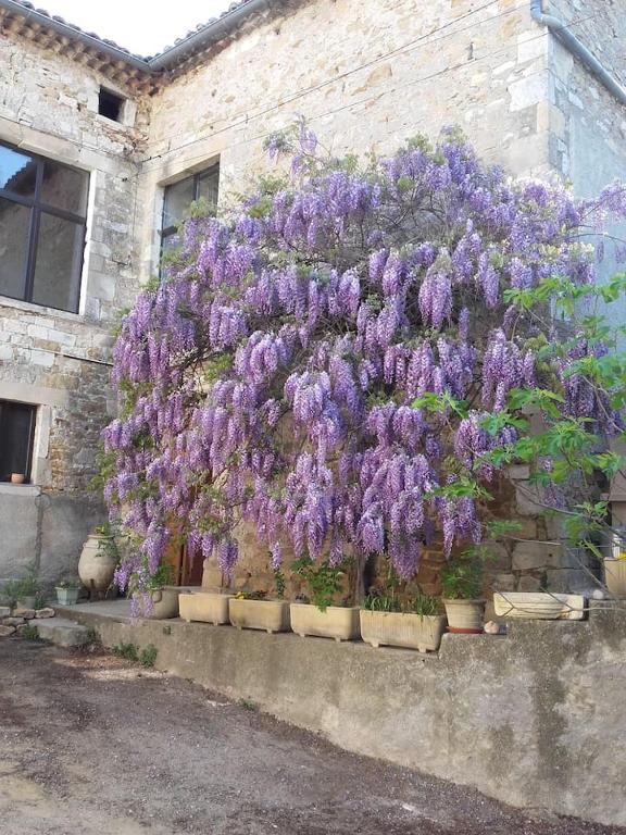 Zahrada ubytování Gîtes de la place du château