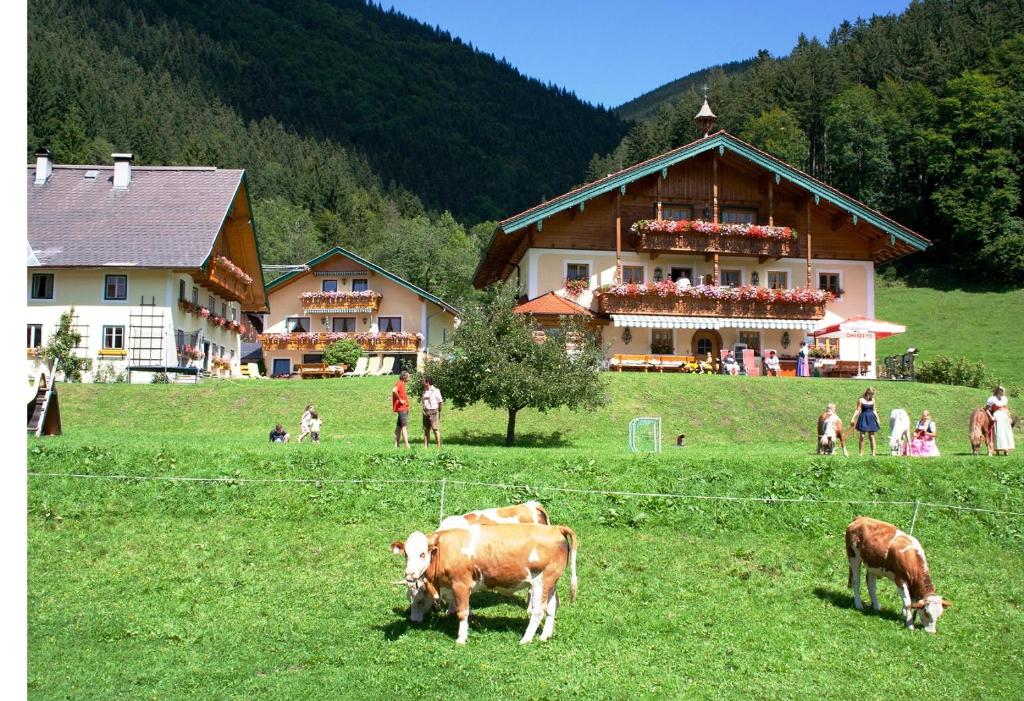 eine Gruppe von Kühen, die auf einem Feld vor einem Gebäude weiden in der Unterkunft Am Ferienbauernhof Schmiedbauer com Salzkammergut in Faistenau