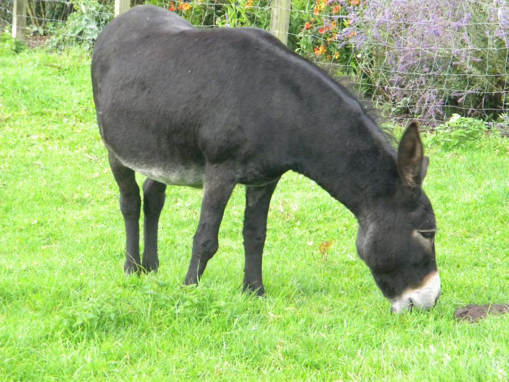 Zvířata v venkovského domu nebo okolí