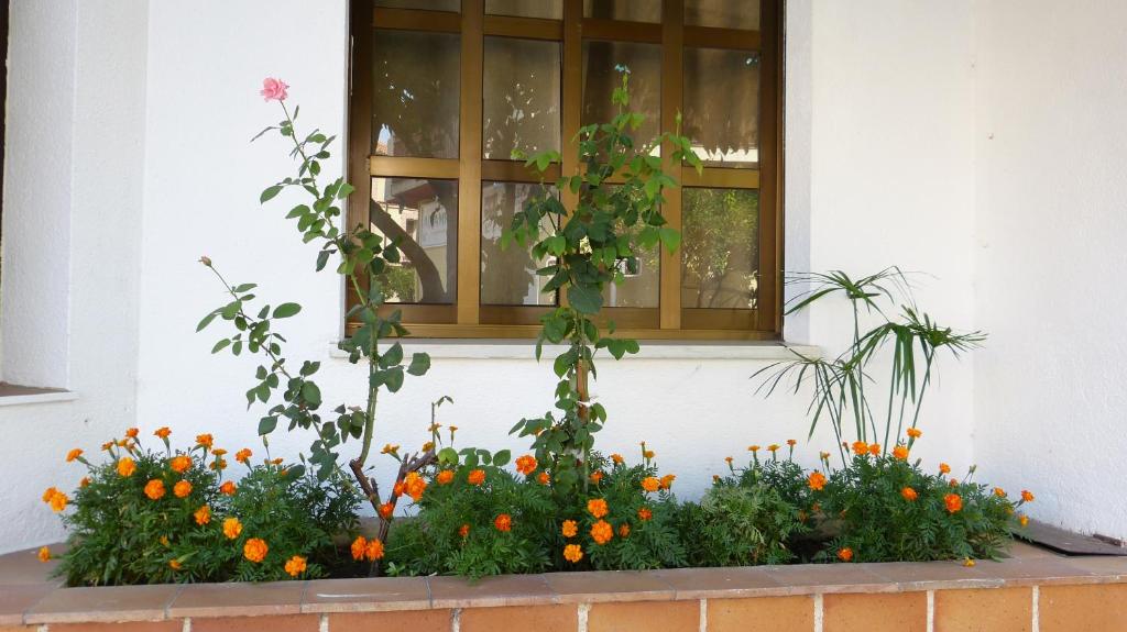 Zahrada ubytování HOSTAL CANDELEDA