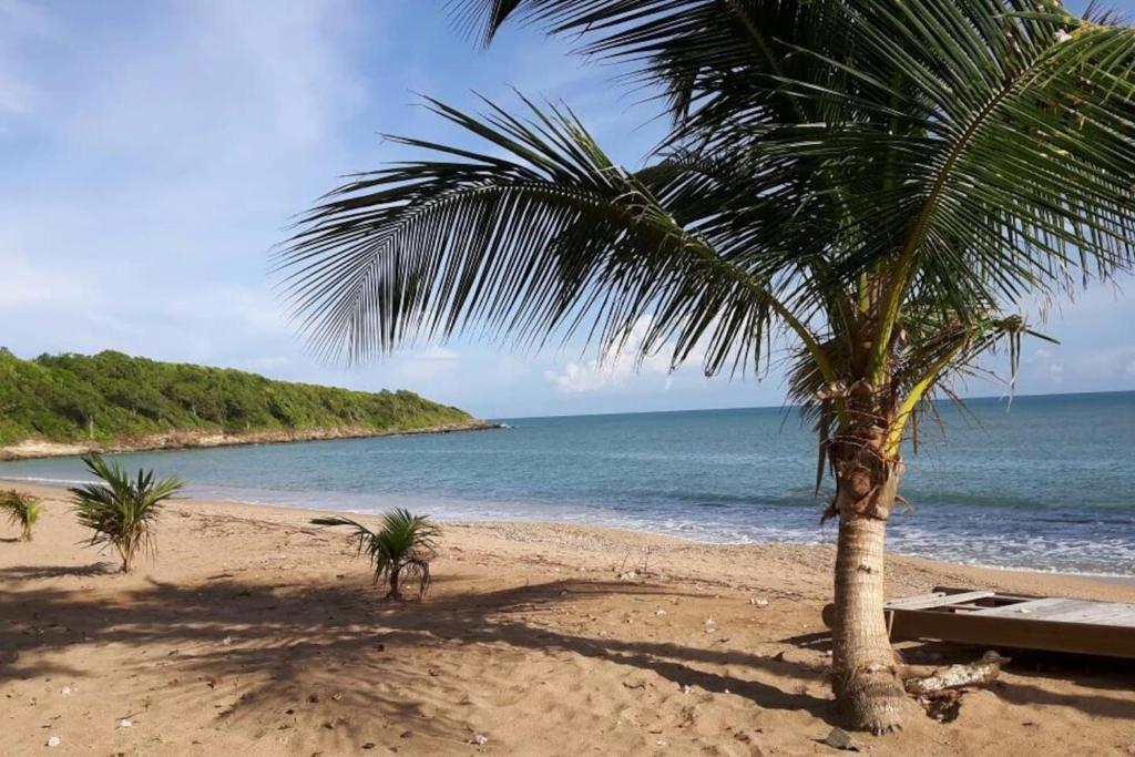 una palmera en una playa de arena cerca del océano en Bungalow sur magnifique plage-Le Nid d'Amande, en Sainte-Rose