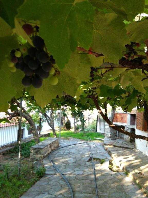 Zahrada ubytování Mare Monte Kazaviti