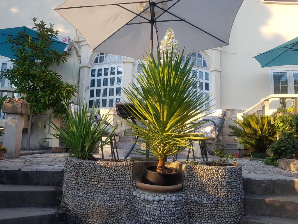 un paio di piante in vaso e un ombrello di Villa Tiha a Cavtat