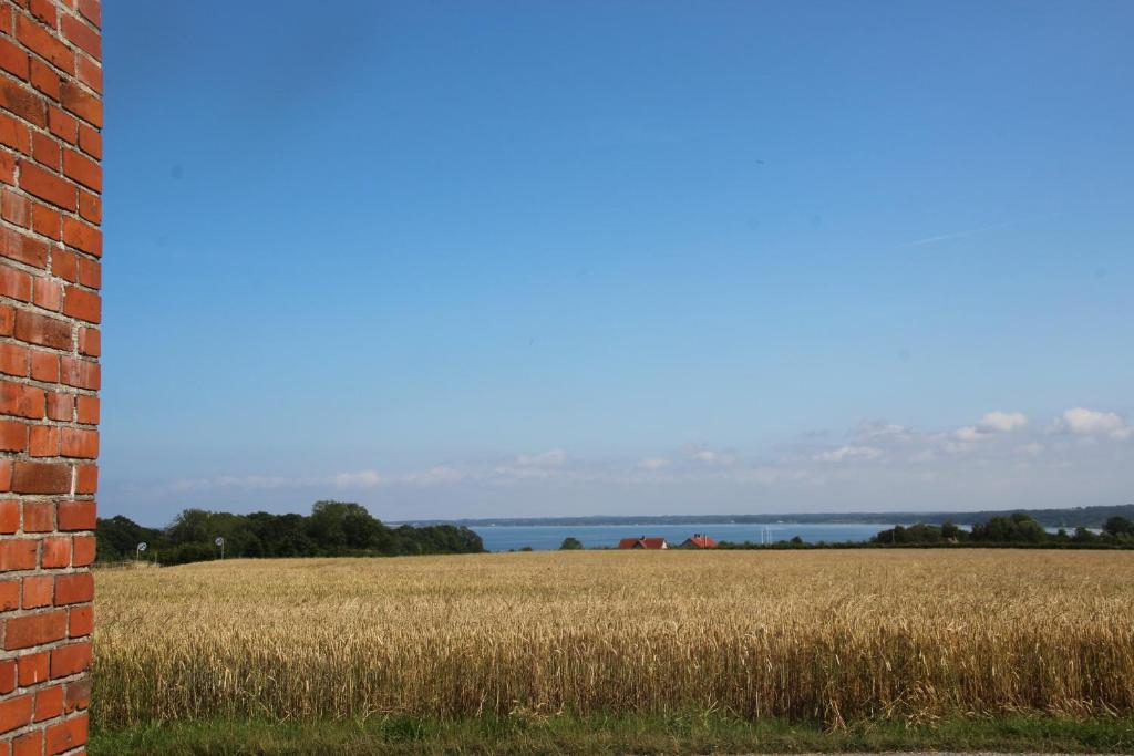 a field of wheat next to a brick wall at Samsted in Middelfart